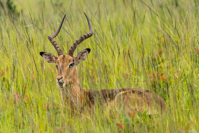 impala mâle