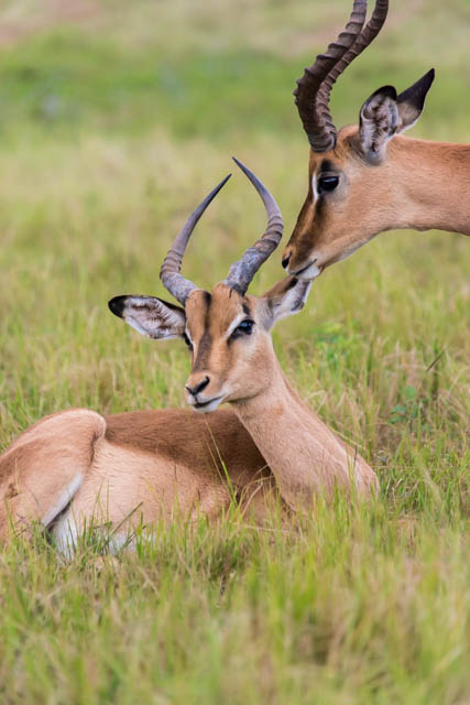 Antilopes impalas
