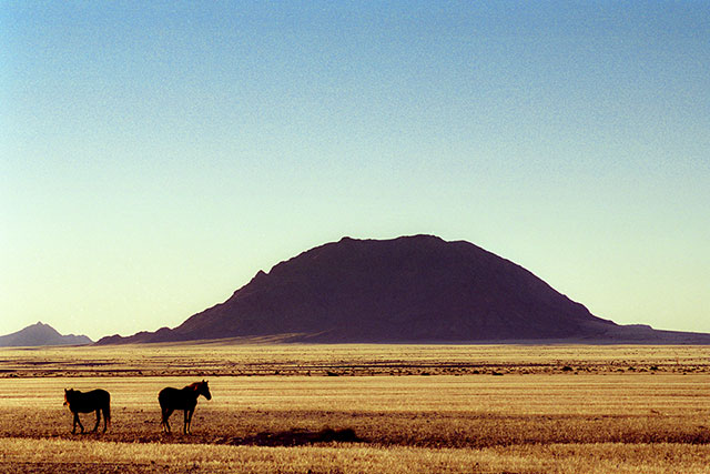 chevaux
