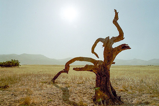 arbre mort