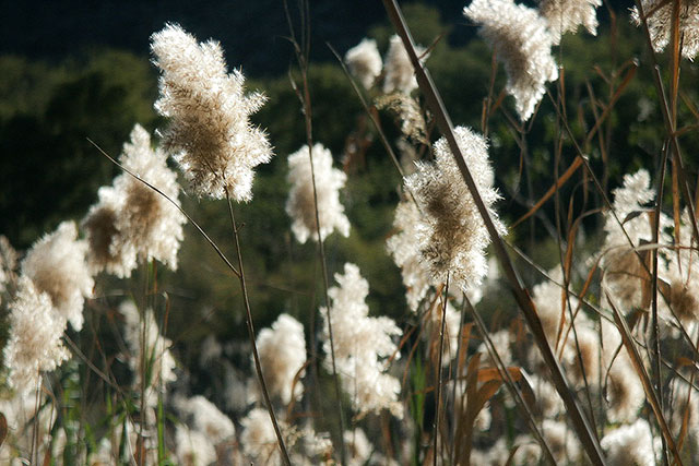 fleurs