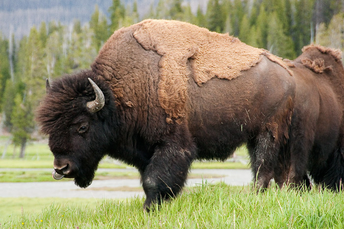 Bisons - Yellowstone National Park
