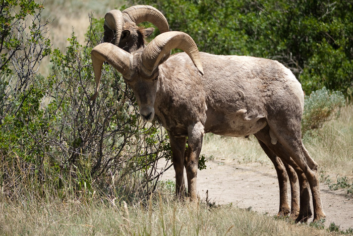 Big Horn Sheeps - Garden of the gods, Colorado Springs