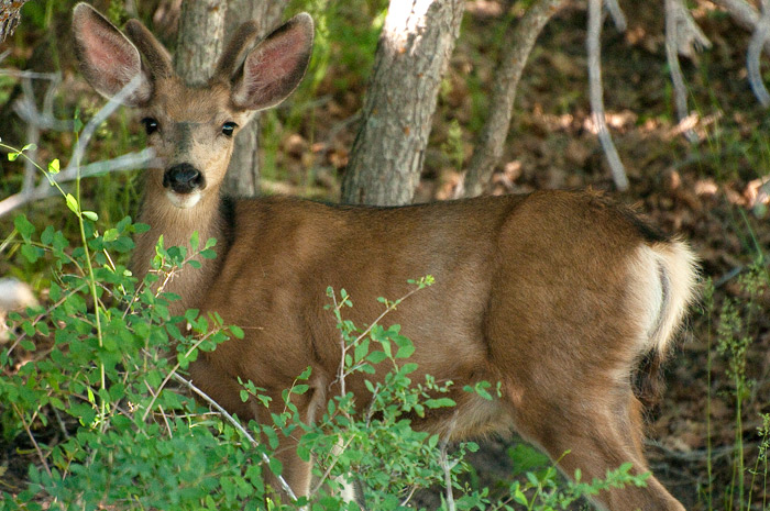 Deer - Mesa Verde National Park