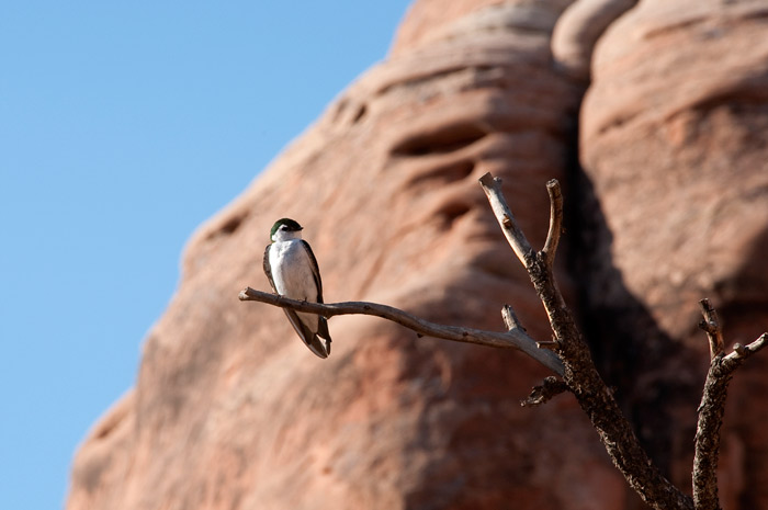 Swallow - Arches National Park