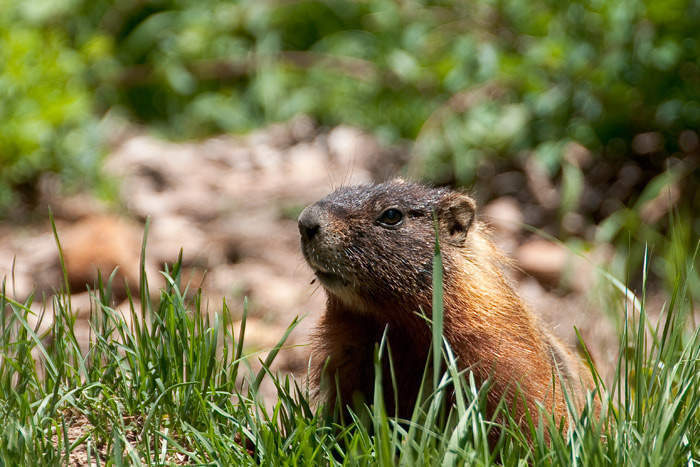 Yellow-bellied Marmot - Grand Teton National Park