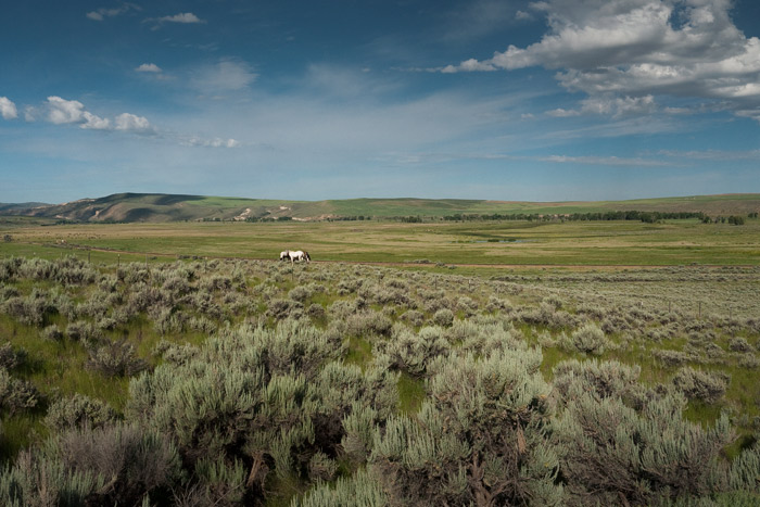 Horses - Colorado