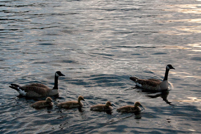 Canada Gooses - Grand Lake, Colorado