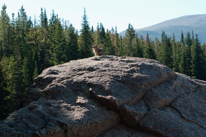 Ground Squirrel - Rocky Mountains National Park