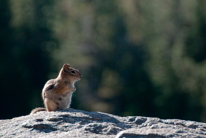 Ground Squirrel - Rocky Mountains National Park