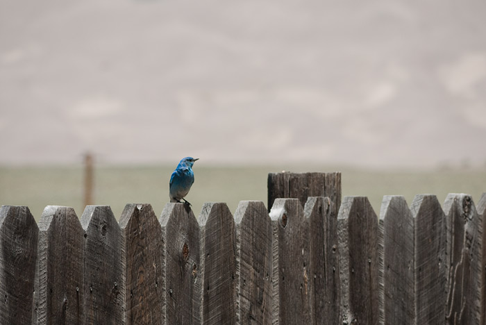 Mountain Bluebird - Great Sand Dunes National Park