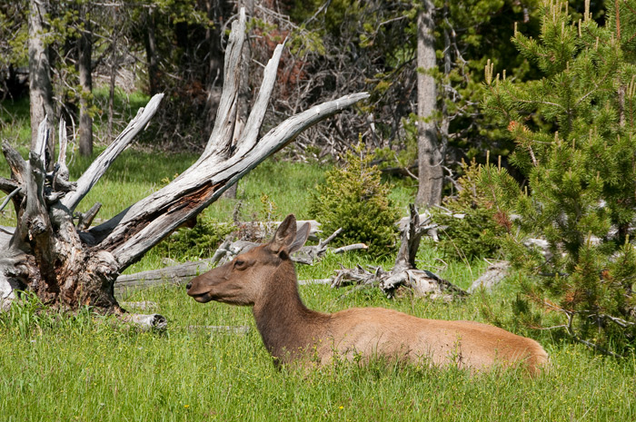 Deer - Yellowstone National Park