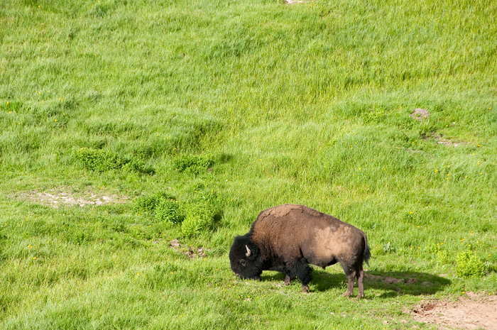 Bison - Yellowstone National Park