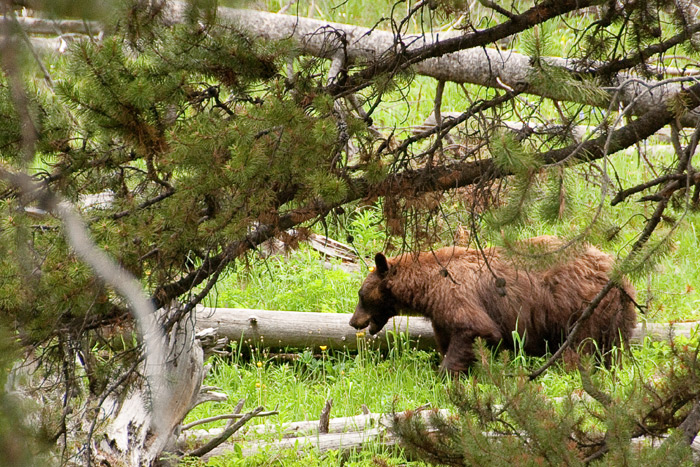 Black bear - Yellowstone National Park