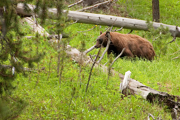 Black bear - Yellowstone National Park