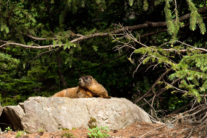 Yellow-bellied Marmot - Rocky Mountains National Park