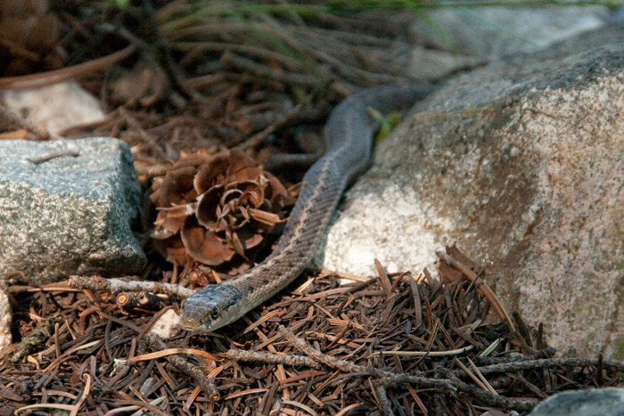 Snake - Grand Teton National Park