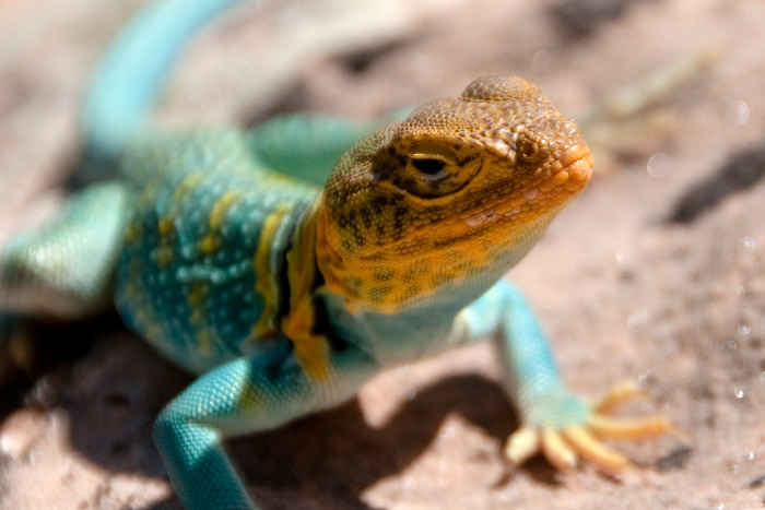 Multicolor Lizard - Colorado National Monument