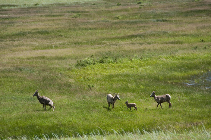 Big Horn Sheeps - Rocky Mountains National Park