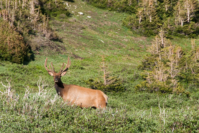 Mule Deer - Rocky Mountains National Park