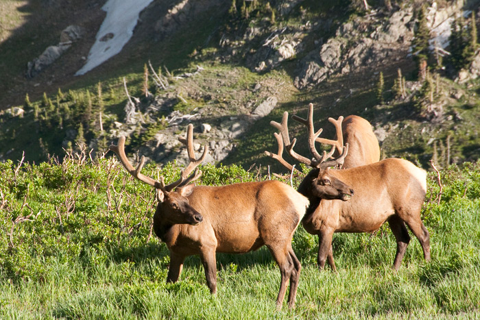 Mule Deers - Rocky Mountains National Park