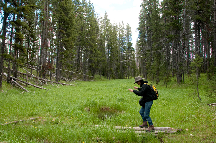 Yellowstone National Park