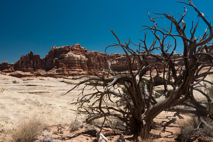 The Needles - Canyonlands National Park