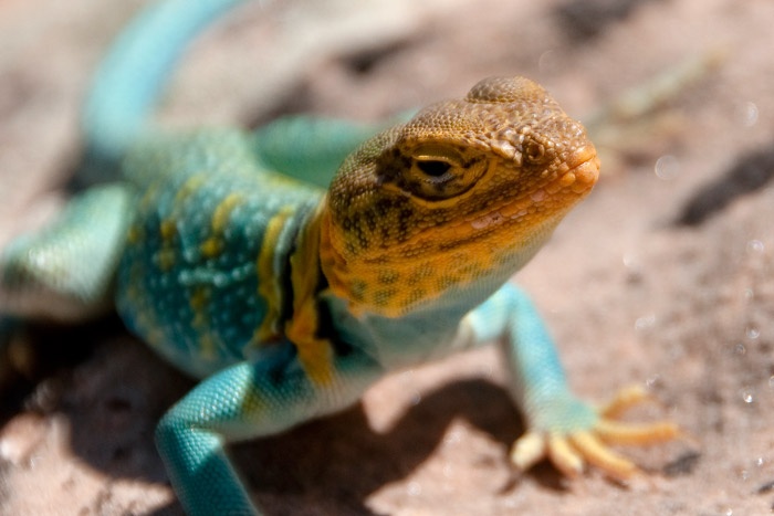 Lézard multicolore