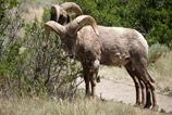 big horn sheeps